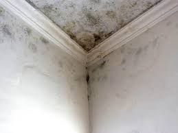 Best Black Mold Removal  in Boonton, NJ