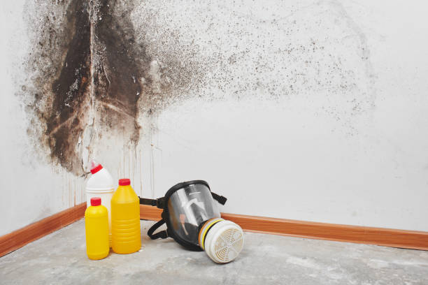 Best Biohazard Mold Removal  in Boonton, NJ