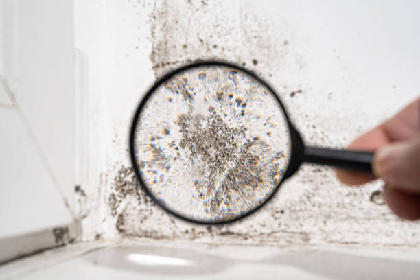 Best Mold Damage Restoration  in Boonton, NJ