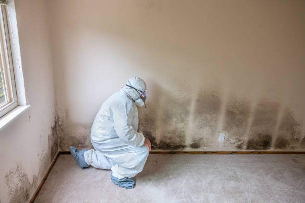 Biohazard Mold Removal in Boonton, NJ